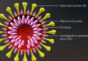 Семейство РНК-вирусов. Коронавирус 2019-nCoV.