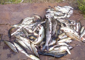 Улов. Рыбалка в Каргополе.
